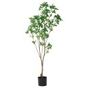 フェイクグリーン 観葉植物 とりよせ品 【メーカー直送品】アセビ(ポット付)《代引決済・他商品と同梱不可》 観葉植物 1.5m 150cm 大型 おしゃれ アセ...