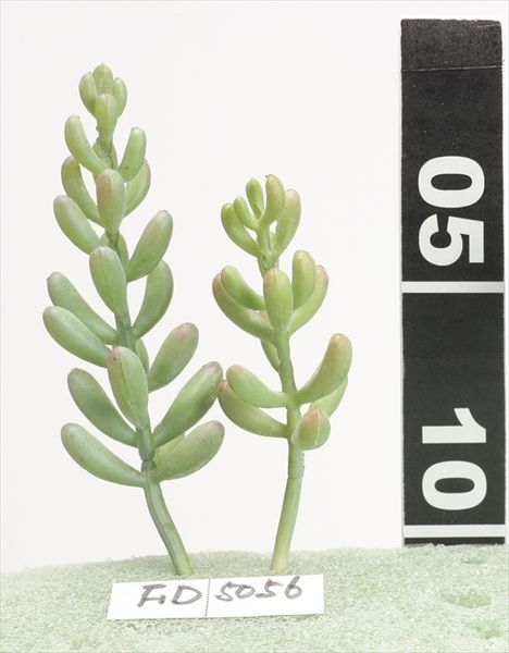 《 造花 グリーン 多肉植物 》花びし/ハナビシ セダムピック(2ケアソート/袋) グリーンエアプランツ