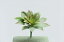 《 造花 グリーン 多肉植物 》花びし/ハナビシ ラージエケべリア グリーン/バーガンディインテリア