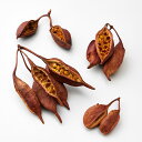 【ポイント10倍中 6/27 09:59迄】 ドライフラワー 花材 とりよせ品 ブラキキトン 花材 素材 材料 パーツ 実 ブラッチーシトン ブラッキーシトン ...