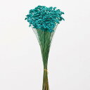 ドライフラワー 花材 即日出荷 スターフラワー・ブロッサム ターコイズブルー 花材 素材 材料 パーツ 青 ブルー ドライフラワー スワッグ ブーケ ドライフラ...