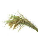 正月 ベース とりよせ品 稲穂ナチュラル 正月飾り お正月飾り お正月リース しめ縄 注連縄 しめなわ 玄関 壁 スワッグ 吊るす 装飾 壁飾り わら わら束 ...