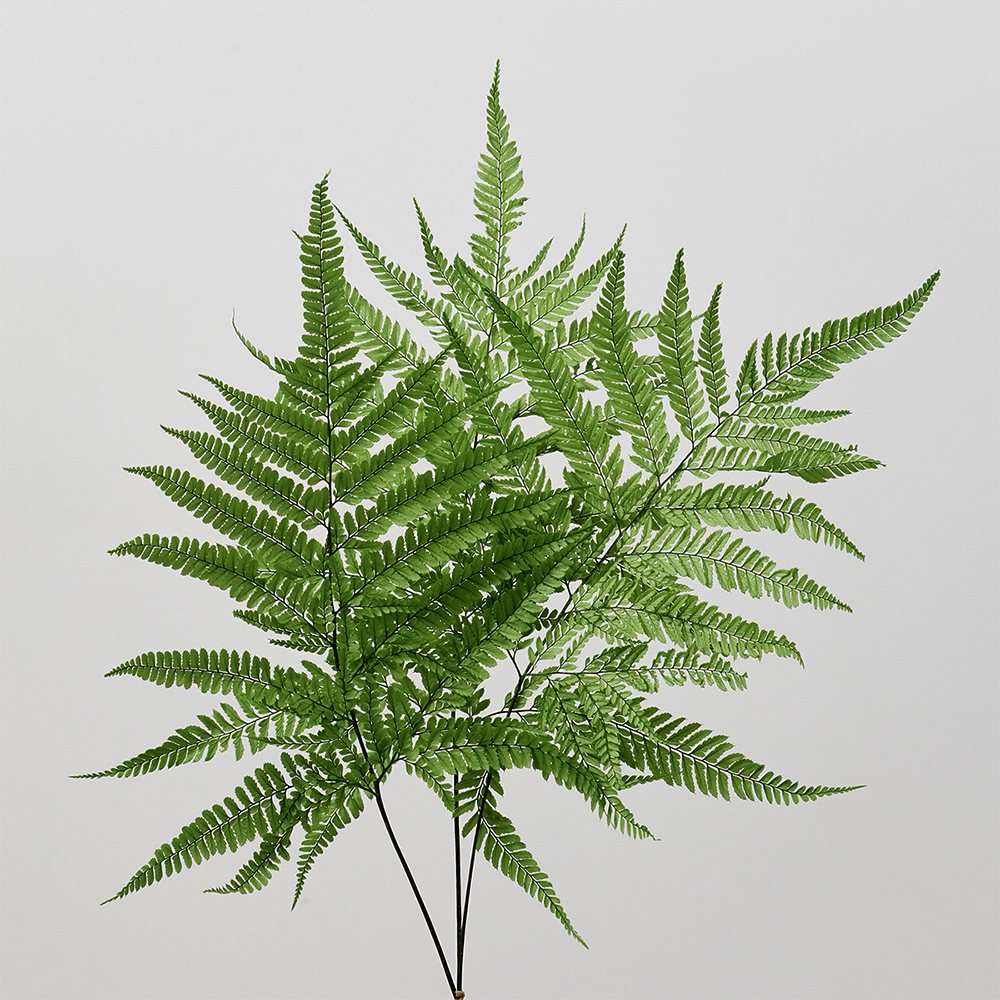 プリザーブドフラワー 花材 とりよせ品 ヒメワラビ・プリザーブド(5枚入り) 花材 素材 材料 パーツ ドライフラワー プリザーブド グリーン シダ ドライフラワー花束 大地農園