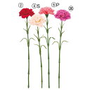 【ポイント10倍中 7/11 09:59迄】 造花 とりよせ品 カーネーション 赤 レッド ピンク 母の日 アーティフィシャルフラワー インテリア インテリアフ...