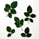 プリザーブドフラワー 花材 とりよせ品 国産バラの葉(8本入り) 花材 素材 材料 パーツ ドライフラワー プリザーブド グリーン 葉っぱ ドライフラワー花束 ...