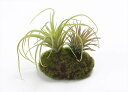 造花 グリーン 多肉植物 とりよせ品 ティランジアモスアレンジ フェイクグリーン リーフ インテリア 多肉植物 南国風 トロピカル エアプランツ サッカレンテン...