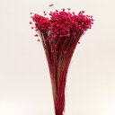 ドライフラワー 花材 即日出荷 特価 スターフラワー・ミニ ピンク 花材 素材 材料 ピンク 濃ピンク パーツ スワッグ ブーケ ドライフラワー花束 デコ レジ...