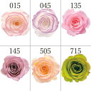 プリザーブドフラワー 花材 とりよせ品 ローズ・いずみ・はないろ(1箱9輪入り) ドライフラワー 花材 素材 パーツ 材料 ローズ ハーバリウム プリザーブドローズ ブリザーブド Preserving ナチュラル バラ 薔薇 プリザーブド仏花 自然素材 封入 大地農園(4)