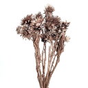 ドライフラワー 花材 即日出荷 シルバーデージーミニ プラチナピンク 花材 素材 材料 パーツ ドライフラワー プラチナ ピンク スワッグ ブーケ ドライフラワ...