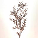 プリザーブドフラワー 花材 即日出荷 ソフトラスカス プラチナピンク ドライフラワー 花材 素材 材料 リーフ 葉 グリーン プラチナ ピンク プリザーブドフラワー 葉っぱ スワッグ ブーケ 花束 リース アレンジ パーツ アレンジメント ナチュラル DIY 東花(4)