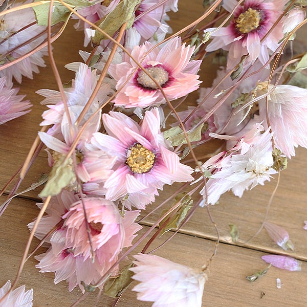 花かんざしの栽培ガイド 種まきや挿し木など失敗しないやり方を徹底解説 暮らし の