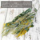 ★P10倍 10/14 20時から★ ドライフラワー 花材 即日出荷 ミモザ・ディアルバータ ナチュラル 黄色味が少ない場合があります ミモザ ディアルバータ ...