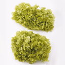 プリザーブドフラワー 花材 即日出荷 ゆめアジサイ・ヘッド ライトグリーン アジサイ あじさい 紫陽花 花びら プリザーブドフラワー スワッグ ブーケ ドライフ...
