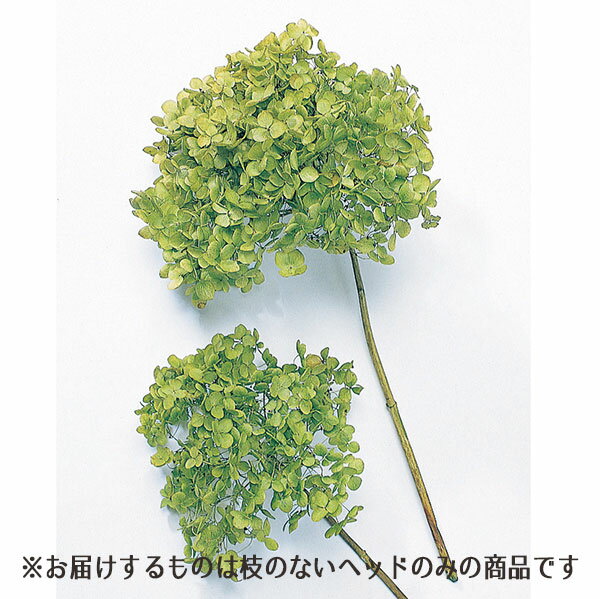 プリザーブドフラワー 花材 即日出荷 アナベル・ヘッド グリーン アジサイ あじさい 紫陽花 花びら プリザーブドフラワー スワッグ ブーケ ドライフラワー 花束 ドライフラワースワッグ リース アレンジ 花材 素材 材料 パーツ アレンジメント 大地農園