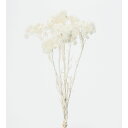 ドライフラワー 花材 即日出荷 イモーテル 白 白 ホワイト ドライフラワー スワッグ ブーケ ドライフラワー花束 ドライフラワースワッグ リース アレンジ 花...