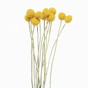 ★P10倍 10/14 20時から★ ドライフラワー 花材 即日出荷 ビリーボタン・サイズミックス ナチュラル ※画像よりも個体差があります スワッグ ブーケ ...