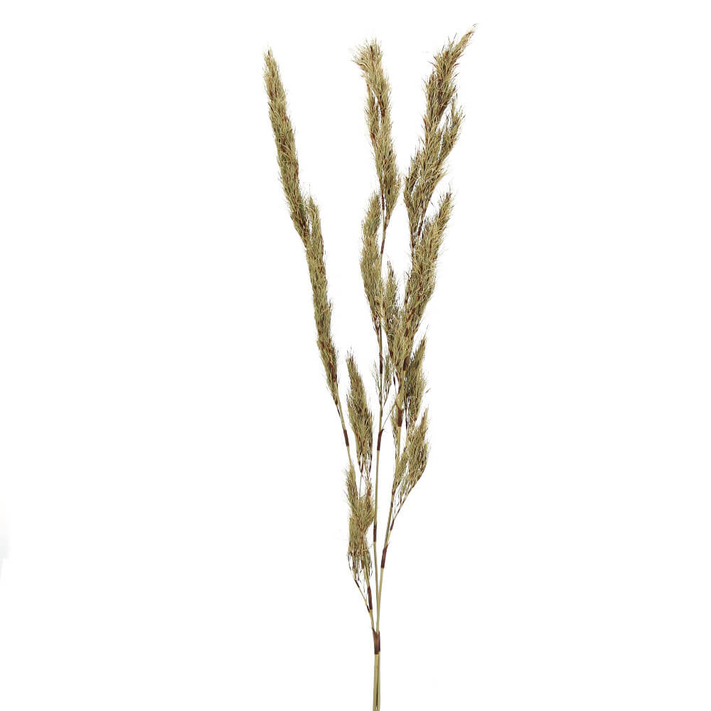 【ポイント5倍中 12/26 09:59迄】 ドライフラワー 花材 即日出荷 【40％OFF】特価 モシャモシャ・コアラファーン(在庫限り) 葉 リーフ ドライフラワー スワッグ ブーケ ドライフラワー花束 ドライフラワースワッグ リース アレンジ 花材 コアトレーディング