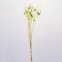 【ポイント10倍中 7/11 09:59迄】 ドライフラワー 花材 即日出荷 特価 チューリップスター グリーン (在庫限り) ドライフラワー スワッグ ブーケ ドライフラワー花束 ドライフラワースワッグ リース アレンジ 花材 素材 材料 パーツ ナチュラル 卸 大地農園