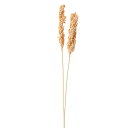 ドライフラワー 花材 即日出荷 インディアンコーン(76164) ※ボリューム差があります 花材 素材 材料 スワッグ ブーケ ドライフラワー花束 ドライフラワ...