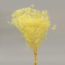 プリザーブドフラワー 花材 即日出荷 ソフトミニカスミ レモン かすみ カスミ カスミ草 かすみ草 花材 素材 材料 パーツ ドライフラワー プリザーブドフラワ...