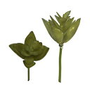 造花 グリーン 多肉植物 とりよせ品 多肉ピック ダークグリーン(1袋6個入) エアプランツ サッカレンテン サボテン インテリア フェイク グリーン パーツ ...