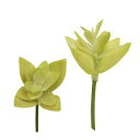 造花 グリーン 多肉植物 とりよせ品 多肉ピック アップルグリーン(1袋6個入) エアプランツ サッカレンテン サボテン インテリア フェイク グリーン パーツ...