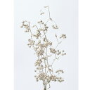 ドライフラワー 花材 即日出荷 サンキライのツル(実付き) プラチナ 実もの ドライフラワー スワッグ ブーケ ドライフラワー花束 ドライフラワースワッグ リー...
