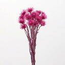 ドライフラワー 花材 即日出荷 ミニシルバーデージー ラズベリー 花材 素材 材料 シルバーデイジー パーツ ドライフラワー ピンク 濃ピンク スワッグ ブーケ...