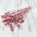 ★P10倍 10/14 20時から★ ドライフラワー 花材 即日出荷 ニゲラオリエンタリス・ミディ アンティークピンク ドライフラワー スワッグ ブーケ ドライ...