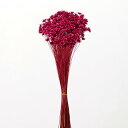 ドライフラワー 花材 即日出荷 スターフラワー・ブロッサム ラズベリー 花材 素材 材料 パーツ ドライフラワー ピンク 濃ピンク スワッグ ブーケ ドライフラ...