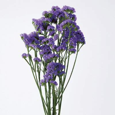 スターチスの花言葉で詩的な愛の贈り物を!!色別や種類など詳細情報 花通販Happyガイド | スターチスの花言葉で詩的な愛の贈り物を!!色別や種類など詳細情報