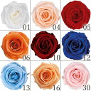 プリザーブドフラワー 花材 とりよせ品 メディアナローズ(1箱8輪入り) ドライフラワー 花材 素材 パーツ 材料 ローズ ハーバリウム プリザーブドローズ ブ...