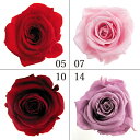 プリザーブドフラワー 花材 とりよせ品 メディアナショートローズ(1箱6輪入り) ドライフラワー 花材 素材 パーツ 材料 ローズ ハーバリウム プリザーブドロ...