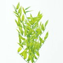 プリザーブドフラワー 花材 即日出荷 特価 イタリアンルスカス・斑入り グリーン (在庫限り) 葉 リーフ プリザーブドフラワー スワッグ ブーケ ドライフラワ...