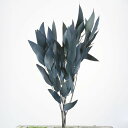 ★P10倍 10/14 20時から★ ドライフラワー 花材 即日出荷 ウィローユーカリ ブルーグリーン ドライフラワー スワッグ ブーケ ドライフラワー花束 ド...