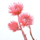 ★P10倍 10/14 20時から★ ドライフラワー 花材 即日出荷 【40%OFF】期間限定特価 ミニシルバーデージー フランボワーズ ドライフラワー スワッ...