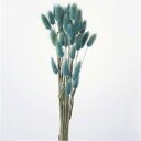 【ポイント10倍中 7/11 09:59迄】 ドライフラワー 花材 即日出荷 【35%OFF】期間限定特価 ラグラス ターコイズ 穂 ドライフラワー スワッグ ...