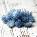 ★P10倍 10/14 20時から★ ドライフラワー 花材 即日出荷 シルバーデイジーヘッド ダークブルー シルバーデージー 花材 素材 材料 パーツ ドライフ...