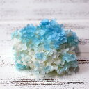 プリザーブドフラワー 花材 即日出荷 ソフトあじさいアナベル パルフェ ソーダーフロート アジサイ あじさい 紫陽花 花びら プリザーブドフラワー スワッグ ブ...
