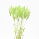 ドライフラワー 花材 即日出荷 ラグラス フレッシュグリーン 穂 ドライフラワー スワッグ ブーケ ドライフラワー花束 ドライフラワースワッグ リース アレンジ 花材 素材 材料 パーツ アレンジメント ナチュラル DIY 東花