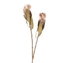 ドライフラワー 花材 即日出荷 【40%OFF】期間限定特価 プロティア・アイビー ナチュラル プロテア ワイルドフラワー ドライフラワー スワッグ ブーケ ド...