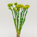 ドライフラワー 花材 即日出荷 シルバーデイジー グリーンセンターイエロー シルバーデージー 花材 素材 材料 パーツ 緑 黄色 イエローグリーン リース アレ...