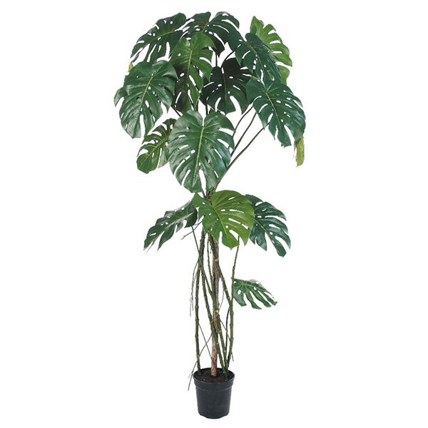 《 フェイクグリーン 観葉植物 》 ◆とりよせ品◆Asca(アスカ) 【メーカー直送品】 モンステラポット 173cm《代引不可・他商品との同梱不可》 観葉植物 1.7m 大型 人工観葉 インテリア インテリアフラワー フェイクフラワー シルクフラワー アートフラワー