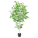 《 フェイクグリーン 観葉植物 》◆とりよせ品◆Asca(アスカ) 【メーカー直送品】 バーチツリーポット 122cm 《代引不可・他商品との同梱不可》 グリーン観葉植物 1.2m 人工観葉 インテリア 春