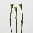 プリザーブドフラワー 花材 とりよせ品 カーネーションステム(5本入り) 花材 素材 材料 パーツ ドライフラワー プリザーブド グリーン 茎 ドライフラワー花...