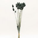 ドライフラワー 花材 即日出荷 ポアプランツ (42020-751) 穂 ドライフラワー スワッグ ブーケ ドライフラワー花束 ドライフラワースワッグ リース ...