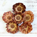 ドライフラワー 花材 即日出荷 リペンズローゼット ナチュラル ワイルドフラワー ドライフラワー スワッグ ブーケ ドライフラワー花束 ドライフラワースワッグ ...