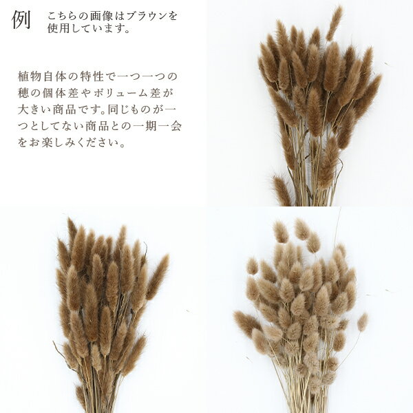 《ドライフラワー花材》★即日出荷★大地農園ラグラス〇ピンクベージュ穂ドライフラワースワッグブーケドライフラワー花束花束ドライフラワースワッグリースアレンジ花材素材材料花パーツアレンジメントナチュラル自然素材