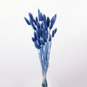 【ポイント10倍中 6/27 09:59迄】 ドライフラワー 花材 即日出荷 【35%OFF】期間限定特価 ラグラス コバルトブルー 穂 ドライフラワー スワッ...