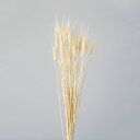 ドライフラワー 花材 即日出荷 小麦 オフホワイト ドライフラワー スワッグ ブーケ ドライフラワー花束 ドライフラワースワッグ リース アレンジ 花材 素材 ...